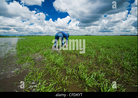 Un agricoltore in un invaso di crescita precoce campo di orzo, lo sviluppo di nubi nel cielo, vicino Niverville, Manitoba, Canada Foto Stock