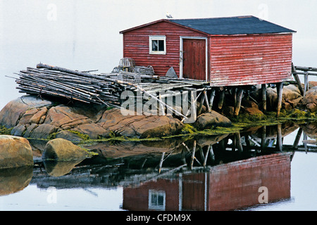 Aringa gabbiano sulla parte superiore dello stadio di pesca, Nuova Bonaventura, Terranova, Terranova e Labrador, Canada Foto Stock