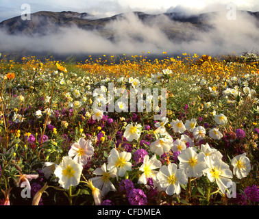 Deserto in fiore, Anza-Borrego San Park, della Contea di San Diego, la California del Sud, Stati Uniti d'America Foto Stock