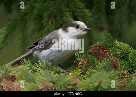Gray Jay (Perisoreus canadensis) appollaiato su un ramo nella Okanagan Valley, British Columbia, Canada. Foto Stock