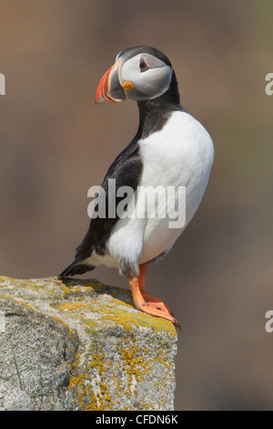 Atlantic Puffin (Fratercula arctica) arroccato su una rupe di Terranova, del Canada. Foto Stock