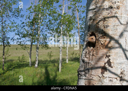 Nashville trillo (Vermivora ruficapilla) appollaiato su un ramo nella Okanagan Valley, British Columbia, Canada. Foto Stock