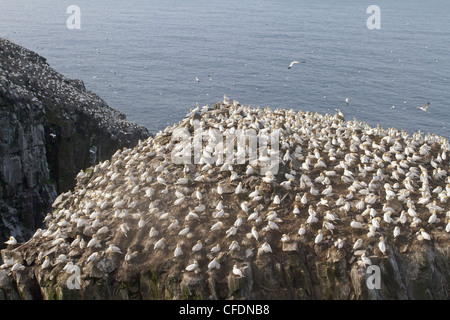 Northern Gannet (Morus bassanus) arroccato su una rupe di Terranova, del Canada. Foto Stock