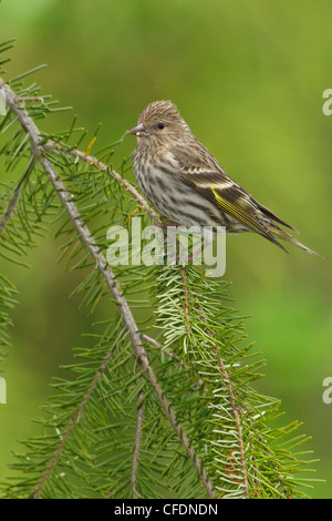 Pino (Lucherino Carduelis pinus) appollaiato su un ramo nella Okanagan Valley, British Columbia, Canada. Foto Stock