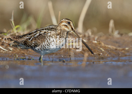 Il Wilson's beccaccino (Gallinago delicata) alimentazione lungo il litorale di Churchill, Manitoba, Canada. Foto Stock