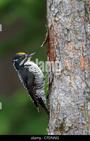 American tre-toed Woodpecker (Picoides dorsalis) appollaiato su un ramo nella Okanagan Valley, British Columbia, Canada. Foto Stock