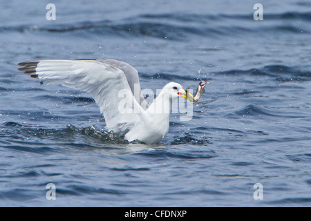 Nero-zampe (Kittiwake Rissa tridactyla) volare lungo la costa di Terranova, del Canada. Foto Stock