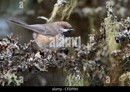 Luisa boreale (Poecile hudsonicus) appollaiato su un ramo in Terranova, Canada. Foto Stock