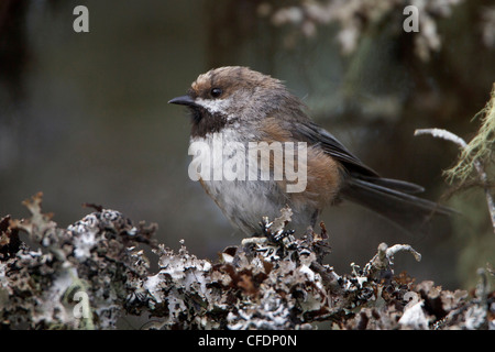 Luisa boreale (Poecile hudsonicus) appollaiato su un ramo in Terranova, Canada. Foto Stock