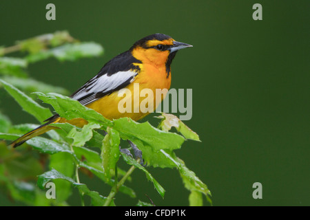 Il Giovenco Rigogolo (Icterus bullockii) appollaiato su un ramo nella Okanagan Valley, British Columbia, Canada. Foto Stock