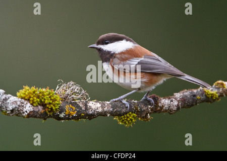 Chestnut-backed Luisa (Poecile rufescens) appollaiato su un ramo in Victoria, BC, Canada. Foto Stock