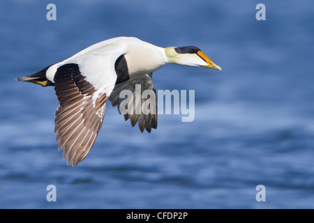 Eider comune (Somateria mollissima) battenti in Churchill, Manitoba, Canada. Foto Stock