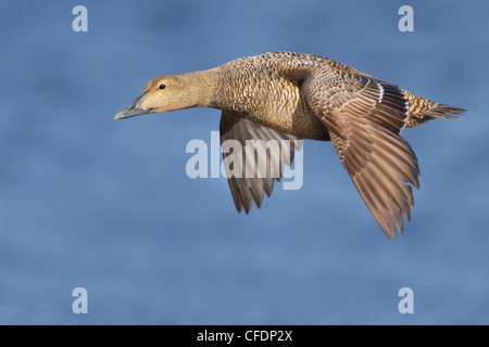 Eider comune (Somateria mollissima) battenti in Churchill, Manitoba, Canada. Foto Stock