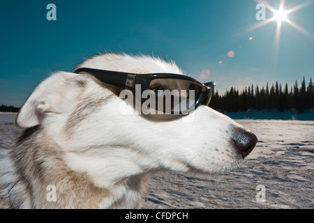 Sibirian Husky con occhiali da sole, Lapponia, Svezia, Europa Foto Stock