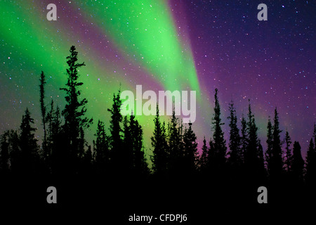 Aurora boreale (luci del nord), la foresta boreale, Yellowknife dintorni, Northwest Territories, Canada Foto Stock