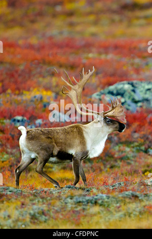 Barrenground caribou bull (Rangifer tarandus), Barrenlands, central Northwest Territories, Canada Artico Foto Stock