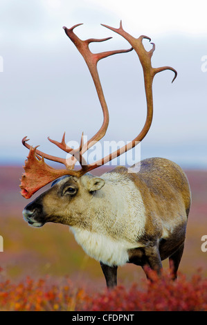 Barrenground caribou bull (Rangifer tarandus), Barrenlands, central Northwest Territories, Canada Artico Foto Stock