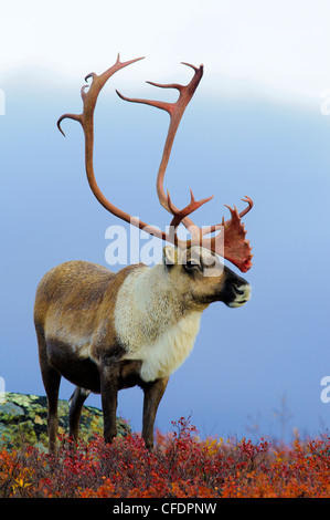 Barrenground caribou bull (Rangifer tarandus), Barrenlands, central Northwest Territories, Canada Artico Foto Stock