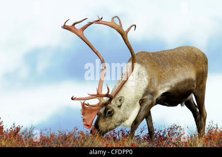 Barrenground caribou bull (Rangifer tarandus), Barrenlands, central Northwest Territories, Canada Artico Foto Stock