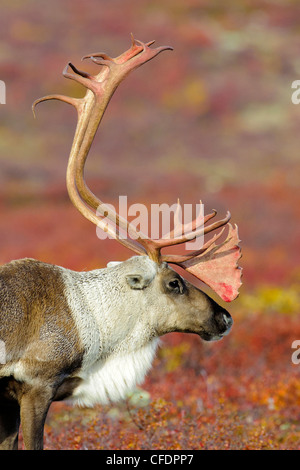 Barrenground caribou bull (Rangifer tarandus), Barrenlands, central Northwest Territories, Canada Artico Foto Stock