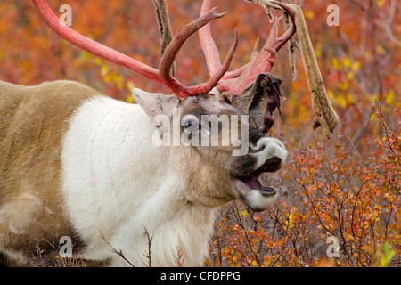 Barrenground caribou bull Rangifer tarandus Foto Stock