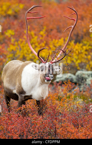 Barrenground caribou bull Rangifer tarandus Foto Stock