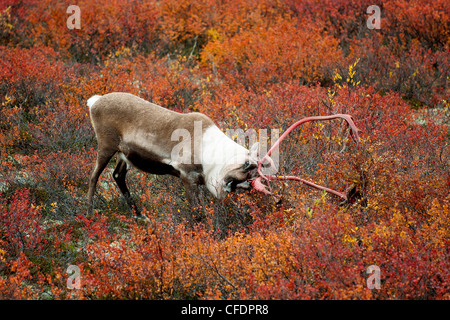 Barrenground caribou bull Rangifer tarandus Foto Stock