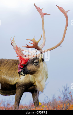 Barrenground caribou bull Rangifer tarandus Foto Stock