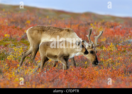 Barrenground caribou madre Rangifer tarandus Foto Stock