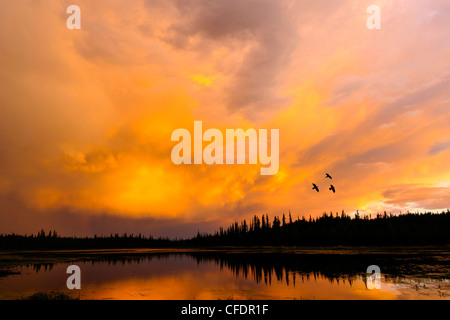 Corvi (Corvus corax) volare su un lago boreale al tramonto, Yellowknife dintorni, Territori del Nord-ovest, nord del Canada Foto Stock