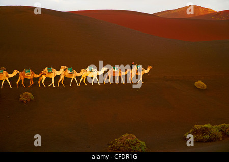 Escursione in cammello per visitare vulcano, il Parco Nazionale di Timanfaya, Lanzarote, Isole Canarie, Spagna, Europa Foto Stock