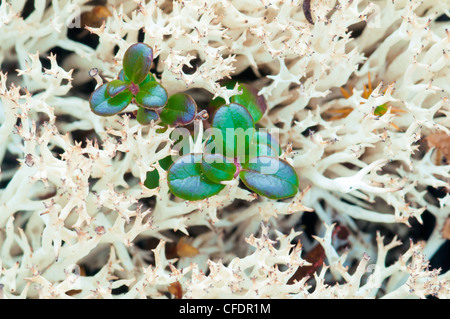 Bog foglie di mirtillo palustre di licheni delle renne (Cladonia spp), Barrenlands, central Northwest Territories, Canada Artico Foto Stock