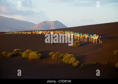 Escursione in cammello per visitare vulcano, il Parco Nazionale di Timanfaya, Lanzarote, Isole Canarie, Spagna, Europa Foto Stock