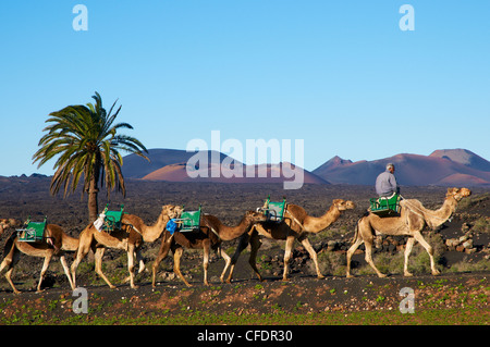 Escursione in cammello per visitare vulcano, il Parco Nazionale di Timanfaya, Lanzarote, Isole Canarie, Spagna, Europa Foto Stock