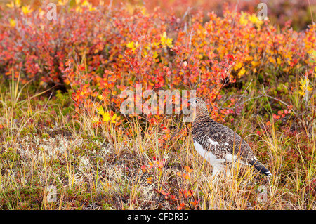 Willow ptarmigan Lagopus lagopus rovistando willow Foto Stock