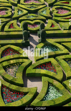 Giardino formale al Chateau de Villandry, Sito Patrimonio Mondiale dell'UNESCO, Valle della Loira, Indre et Loire, Francia, Europa Foto Stock