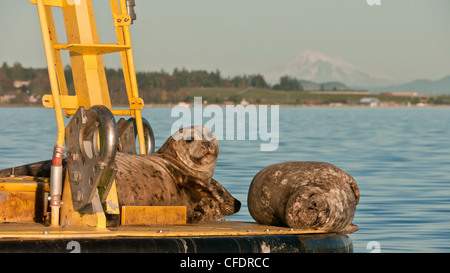 Le guarnizioni di tenuta del porto (Phoca vitulina richardsi) lounge su una boa in Saanich Inlet sull'Isola di Vancouver, British Columbia, Canada Foto Stock