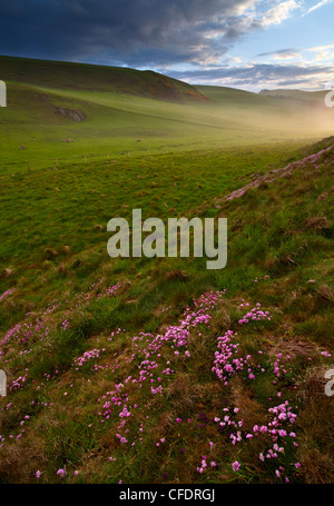 Rosa parsimonia nella bellissima campagna a San di Abb del capo Riserva Naturale, St. Abbs, Berwickshire, Scotland, Regno Unito Foto Stock