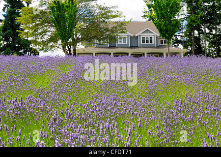 Campo di lavanda casa anteriore Damali Fattoria di Lavanda Foto Stock