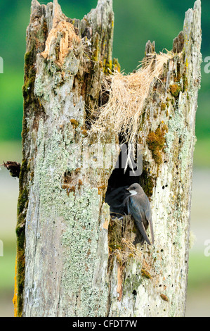 Una struttura Swallow (Tachycineta bicolore) tende a il suo nido in un albero cavo in Cowichan Bay, British Columbia, Canada. Foto Stock