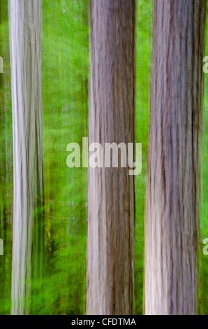 Panoramica verticale crea effetto pittorica di cedro Foto Stock