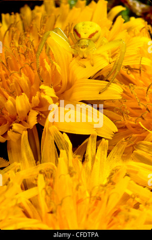 Oro ragno granchio (Misumena vaita) Foto Stock