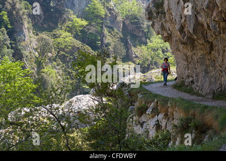 A piedi la Gola di Cares sentiero, di Picos de Europa, Castilla y Leon, Spagna, Europa Foto Stock