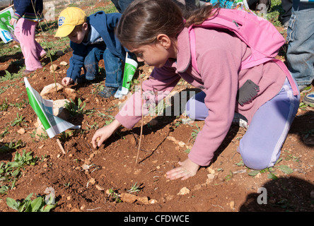 Tu Beshvat festival ebraico, la piantumazione di alberi evento organizzato dal JNF in un parco di Gerusalemme, Gerusalemme, Israele, Medio Oriente Foto Stock