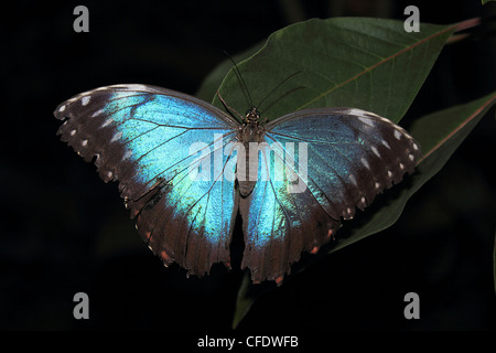 Blue Morpho Butterfly (Morpho peleide) Foto Stock