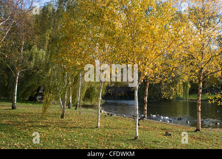 I colori autunnali da lo stagno in Regent's Park, London NW1, England, Regno Unito, Europa Foto Stock