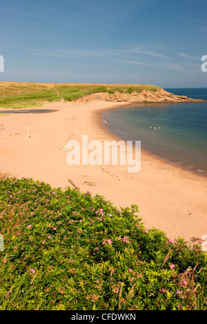 Whale Cove Beach, Cape Breton, Nova Scotia, Canada Foto Stock