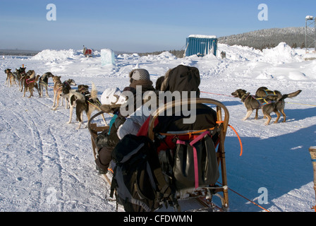 Lo sleddog, Jukkasjarvi, Svezia, Scandinavia, Europa Foto Stock