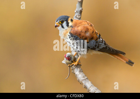 American Gheppio (Falco sparverius) appollaiato su un ramo in Perù. Foto Stock