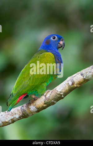 A testa azzurra Parrot (Pionus menstruus) appollaiato su un ramo in Perù. Foto Stock